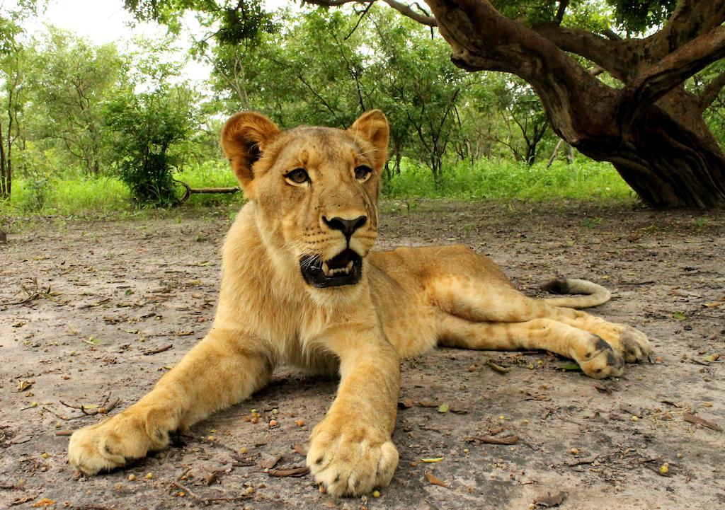 Fathala Wildlife Reserve Toubakouta Bagian luar foto