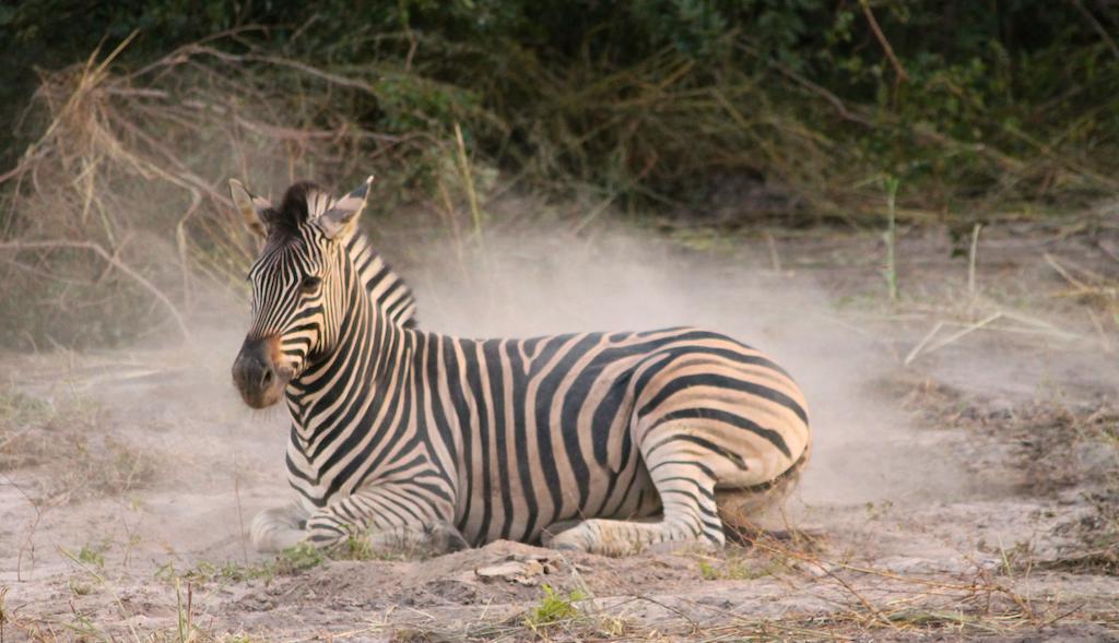 Fathala Wildlife Reserve Toubakouta Bagian luar foto
