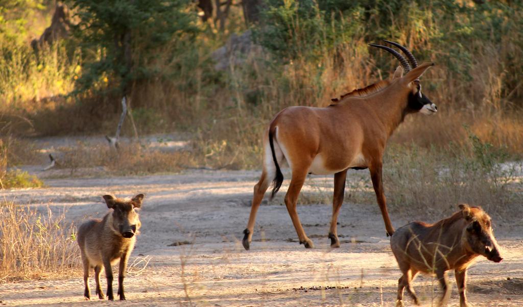 Fathala Wildlife Reserve Toubakouta Bagian luar foto