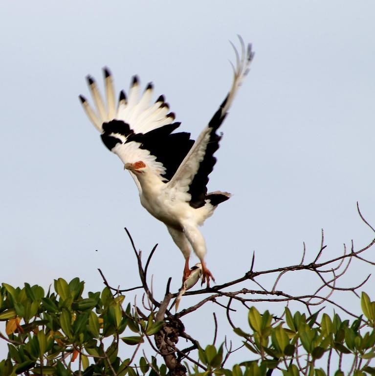Fathala Wildlife Reserve Toubakouta Bagian luar foto
