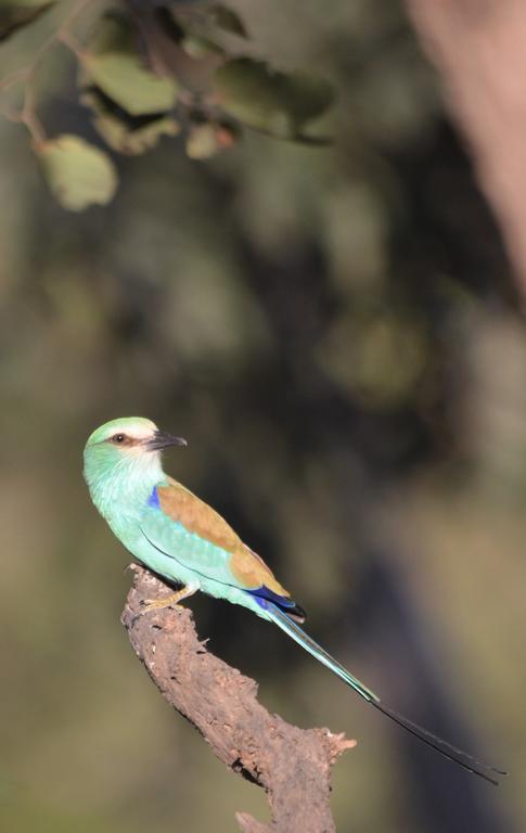 Fathala Wildlife Reserve Toubakouta Bagian luar foto