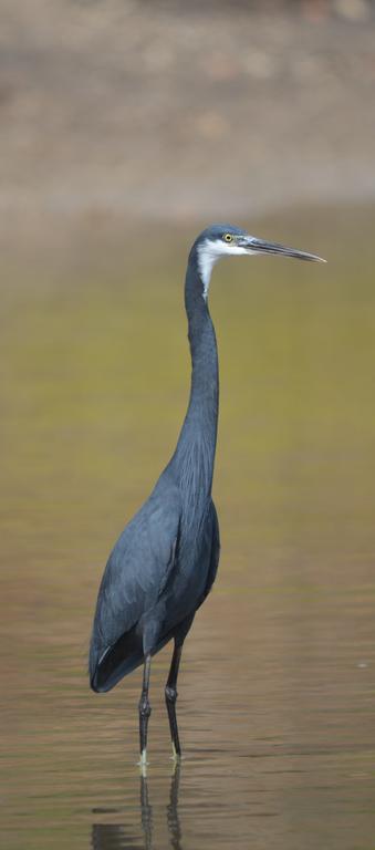 Fathala Wildlife Reserve Toubakouta Bagian luar foto