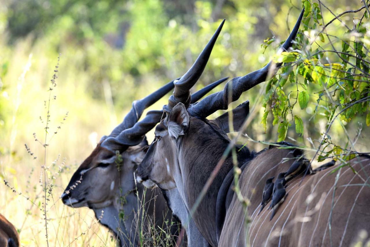 Fathala Wildlife Reserve Toubakouta Bagian luar foto