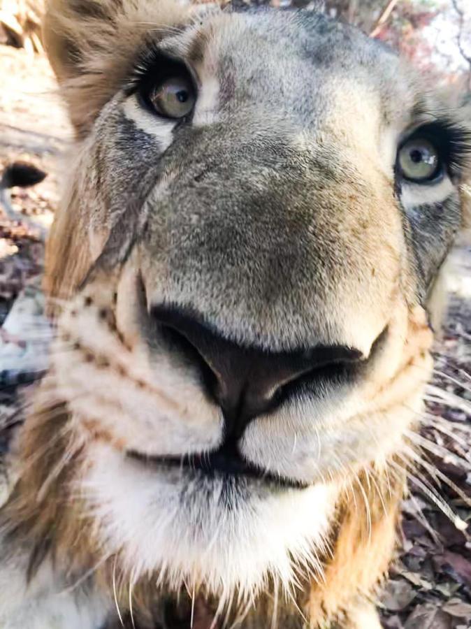 Fathala Wildlife Reserve Toubakouta Bagian luar foto